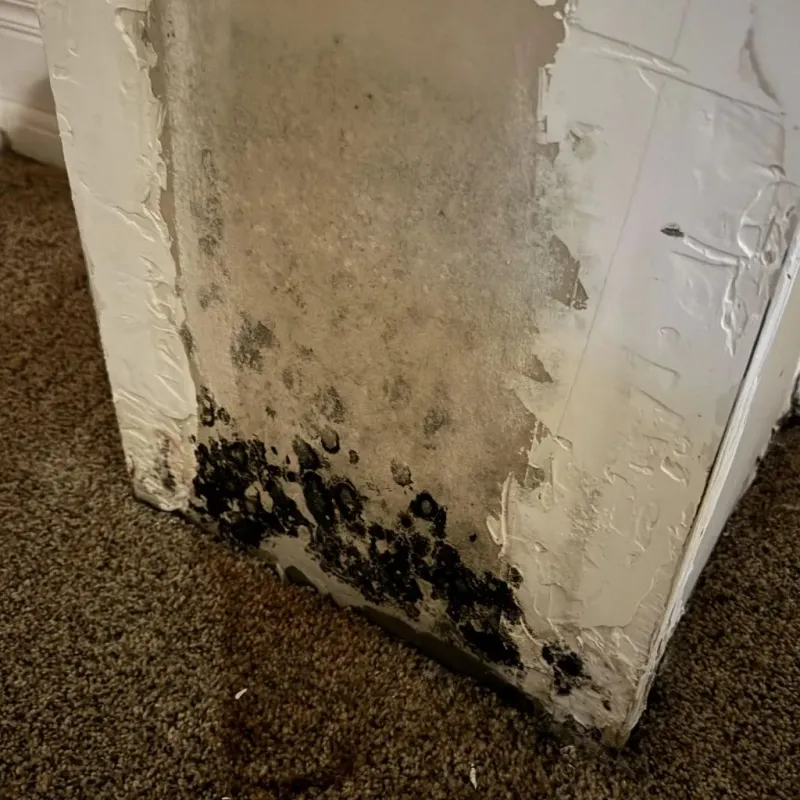 Professional Mold Removal in Warren County, NC